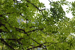 Fraxinus ornus