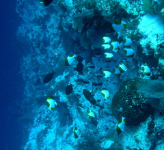 Hemitaurichthys polylepis