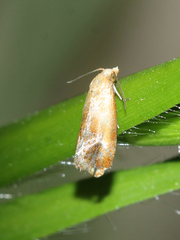 Cochylis