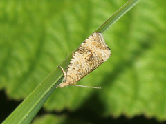 Syricoris