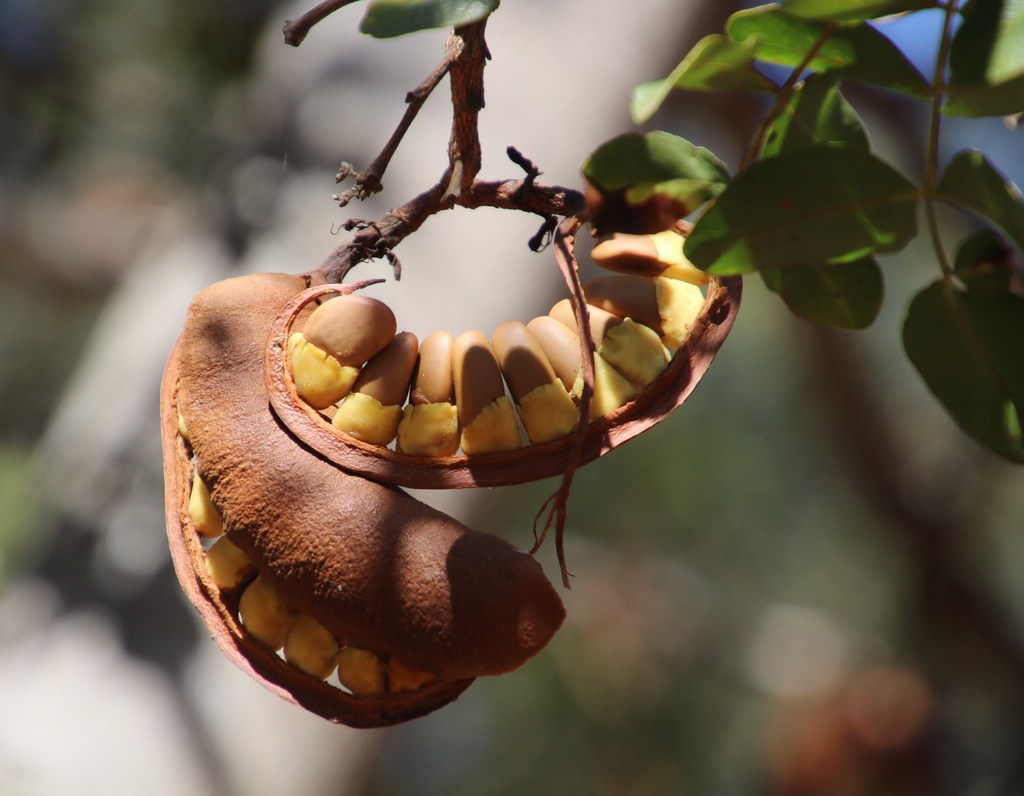 Schotia brachypetala, Bakgatla Campsite, Pilanesberg