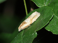 Eucosma