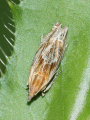 Eucosma