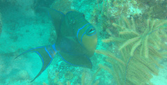 Balistes vetula