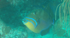 Balistes vetula