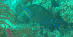 Balistes vetula