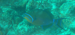 Balistes vetula
