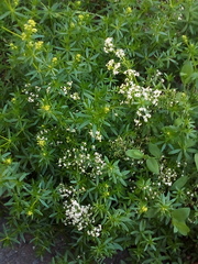 Galium mollugo
