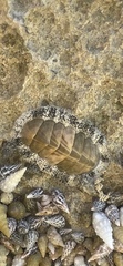 Acanthopleura granulata