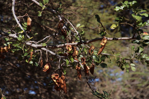 Schotia brachypetala