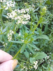 Galium mollugo