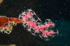 Alcyonium coralloides