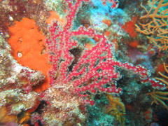 Alcyonium coralloides