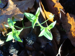 Moehringia trinervia