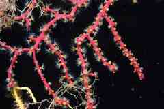 Alcyonium coralloides