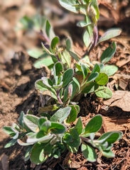 Scutellaria wrightii