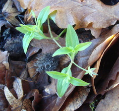 Moehringia trinervia
