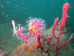 Alcyonium coralloides