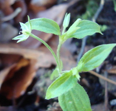 Moehringia trinervia