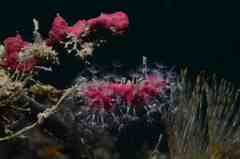 Alcyonium coralloides