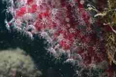 Alcyonium coralloides