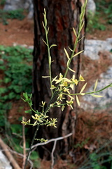 Osyris alba