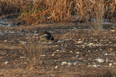 Gallinula chloropus chloropus