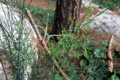 Osyris alba