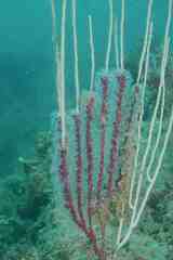 Alcyonium coralloides
