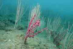 Alcyonium coralloides