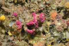 Alcyonium coralloides