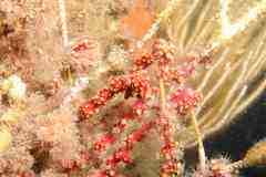 Alcyonium coralloides