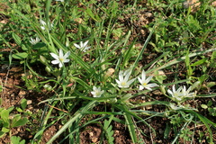 Ornithogalum