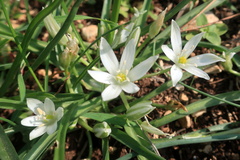 Ornithogalum