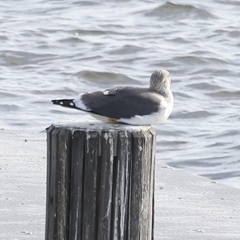 Larus fuscus graellsii
