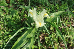 Iris palaestina
