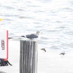 Larus fuscus graellsii