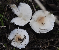 Verrucosporaceae