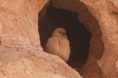 Carpodacus synoicus