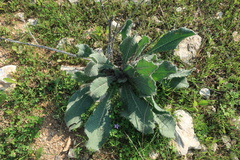 Anchusa strigosa