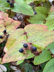 Hypericum androsaemum