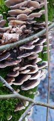 Fungi
