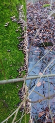 Fungi