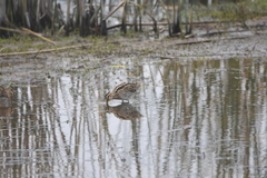 Gallinago magellanica
