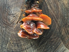 Flammulina velutipes