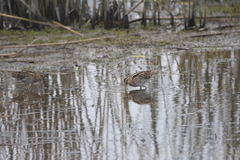 Gallinago magellanica