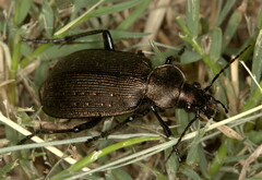 Calosoma chlorostictum