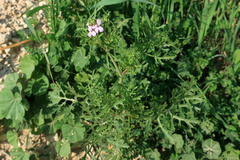 Erucaria hispanica