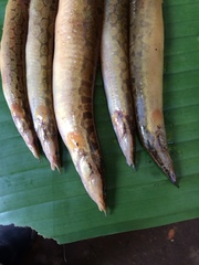 Mastacembelus armatus