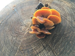 Flammulina velutipes